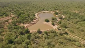 Bosques nativos: buscan generar conciencia con actividades abiertas en pleno centro