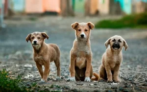 Buscan que quienes cuidan perros callejeros también se hagan responsables de su salud