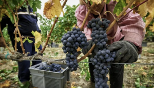 Vinos, tecnología y nuevos productores: cómo cambia la vitivinicultura en San Juan