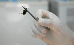 El Chagas no desapareció: piden más controles y alertan por una enfermedad silenciosa