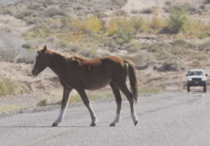 Caballos sueltos: ya hubo cinco accidentes en tres meses