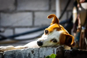 Buscan que el maltrato animal deje de ser un delito excarcelable