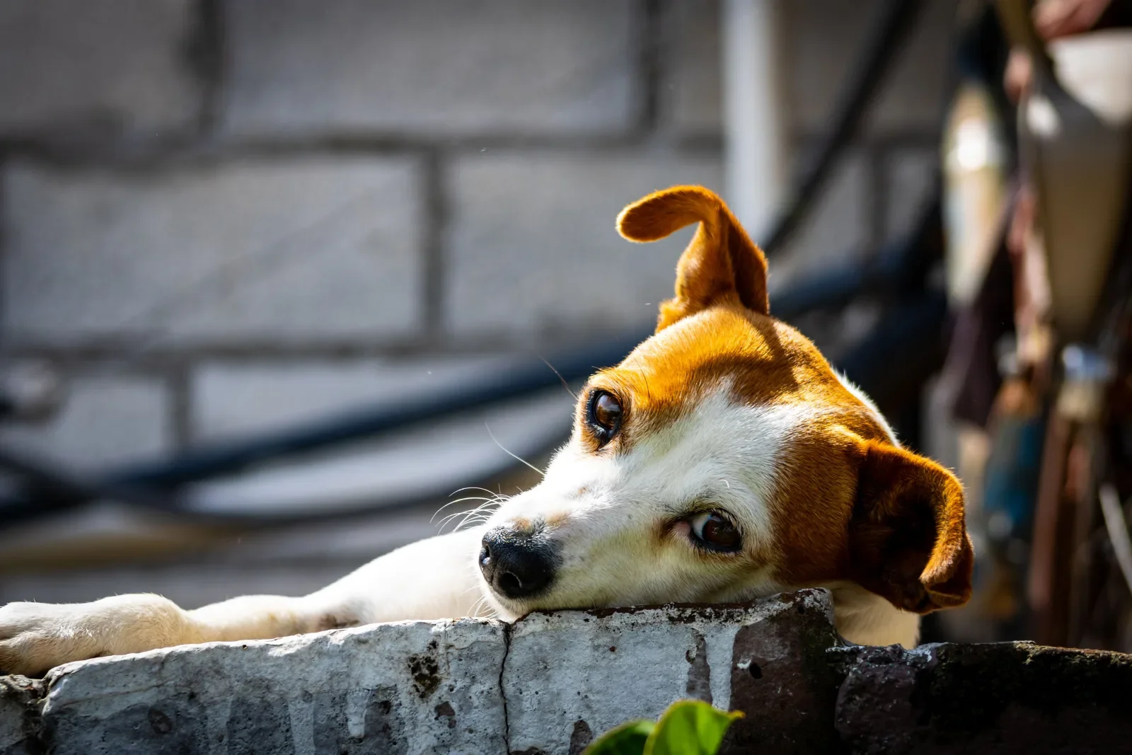 Mano de hombre tocando suavemente el pelaje de un perro, expresando la recuperación del sentido del tacto tras implante cerebral