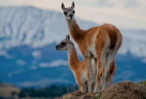 Alarma en la cordillera: investigan la muerte de guanacos por falta de alimento